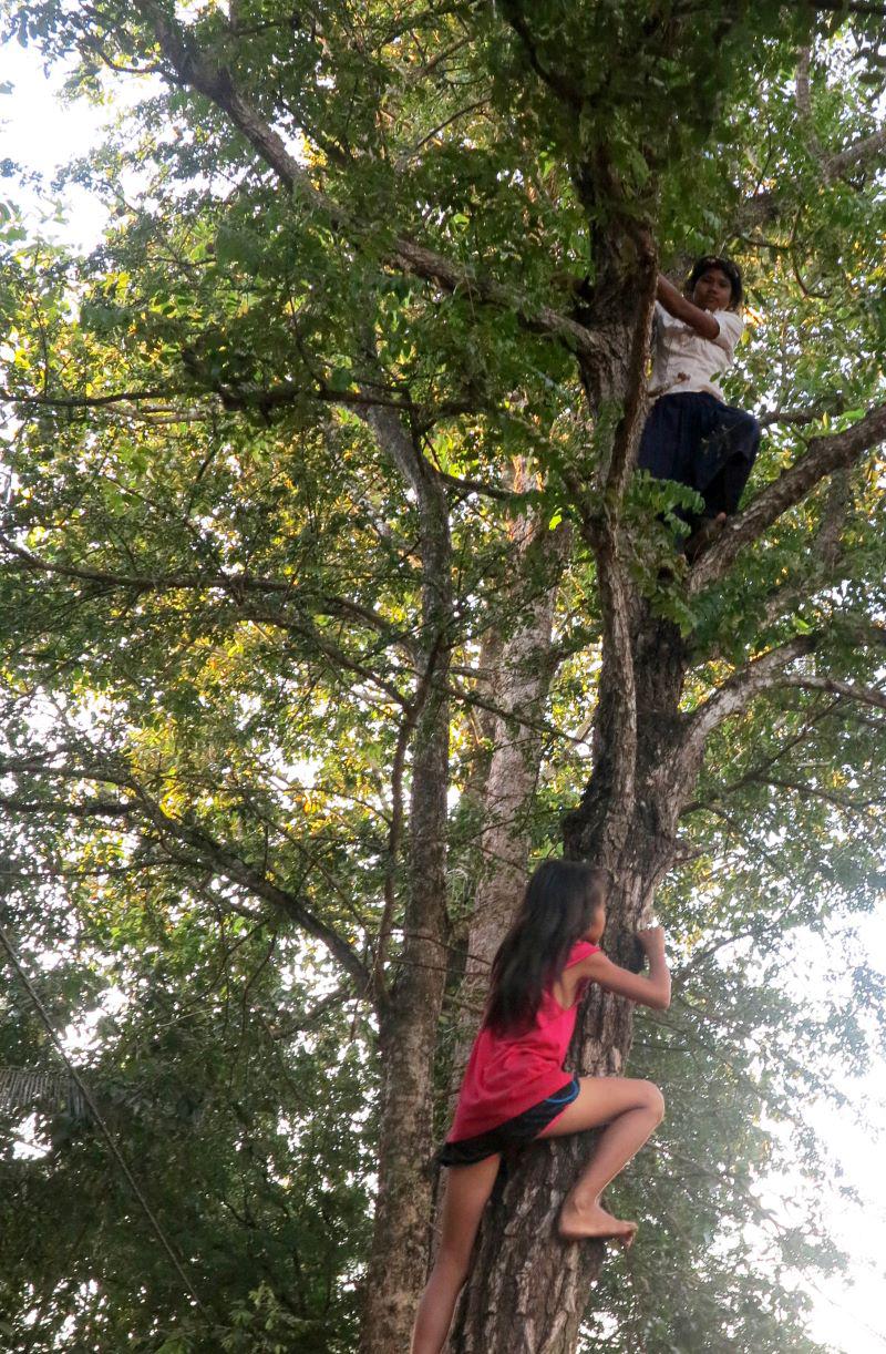 Photo 22 - Arbre « sdao »