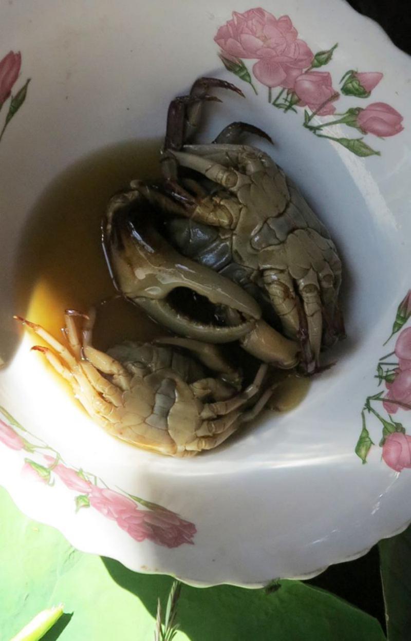 Photo 28 - Deux crabes salés