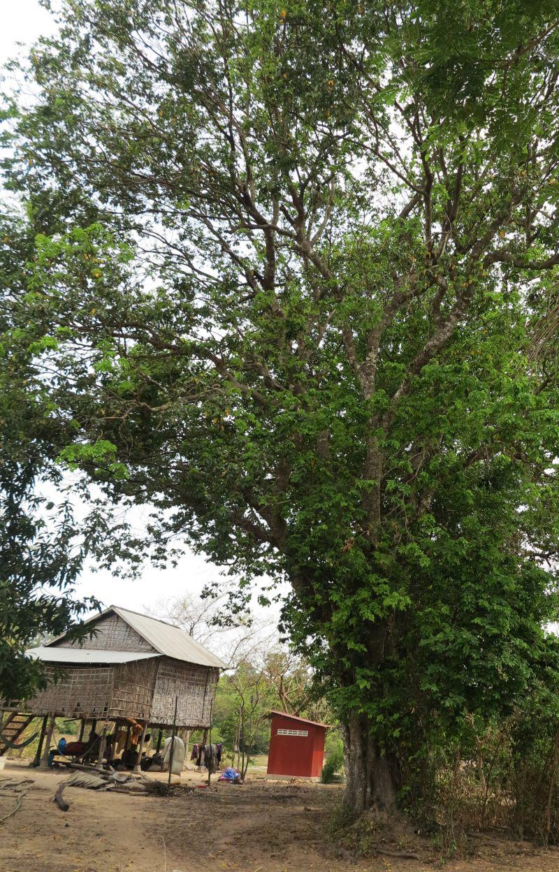 Photo 54 - Arbre « krolanh »