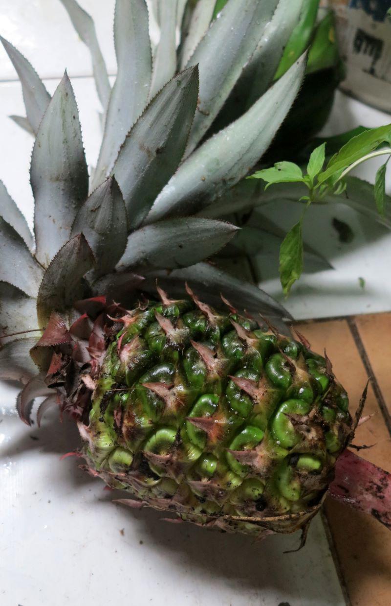 Photo 84 - Un ananas